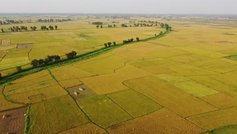 Die-Schönheit-Der-Natur-Erblühte-In-Der-Goldenen-Ernte-Von-Bengal-I