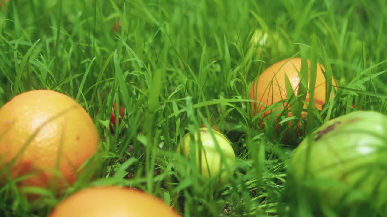 Tracking close-up of oranges, lemons, and other citrus fruits lying in tall green grass