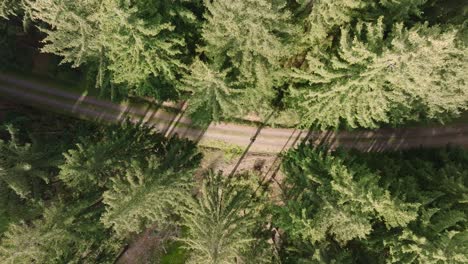 aerial view of a person walking on a path through a lush green forest