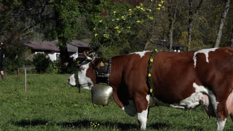 tyrollean cattle graze in a field in the alps