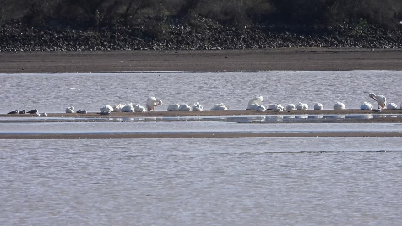 Tranquil river scene with seagulls lounging and flying, water ripples in the breeze. Ideal stock footage for nature enthusiasts