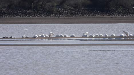 tranquil river scene with seagulls lounging and flying, water ripples in the breeze. ideal stock footage for nature enthusiasts