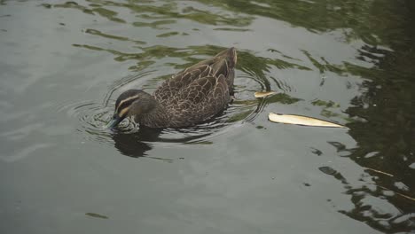 パシフィッククロアヒル、泳ぎ、池で餌を探して羽繕い、夏の日