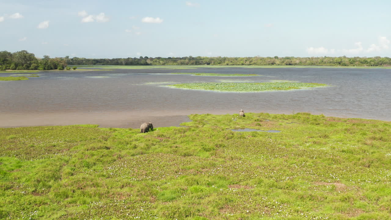 Aerial: Drone Sri Lanka Wildlife Baby Elephant