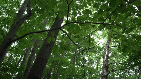 árboles en cámara lenta imágenes de video de stock árboles verdes hermosos