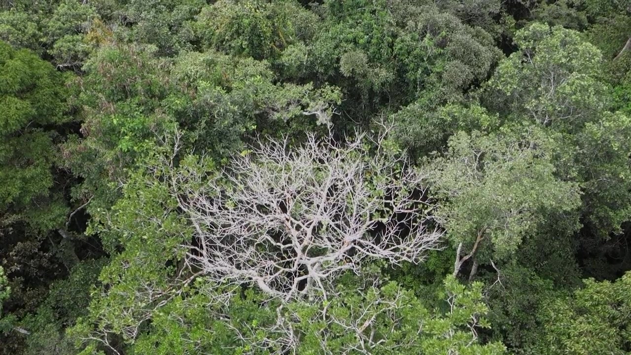 Pohon kering di tengah hutan lebat dalam ekosistem Amazon. Pandangan atas