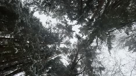 panoramic spin of the tree tops in winter