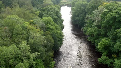 overlooking woodland river gorge wilderness flowing water  stream