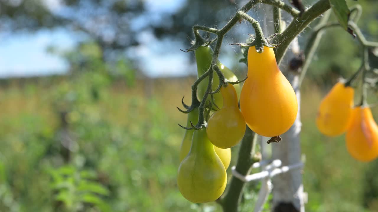 농장에서 따뜻한 햇살이 있는 천연 유기농 노란색 체리 토마토는 정적 샷을 닫습니다.