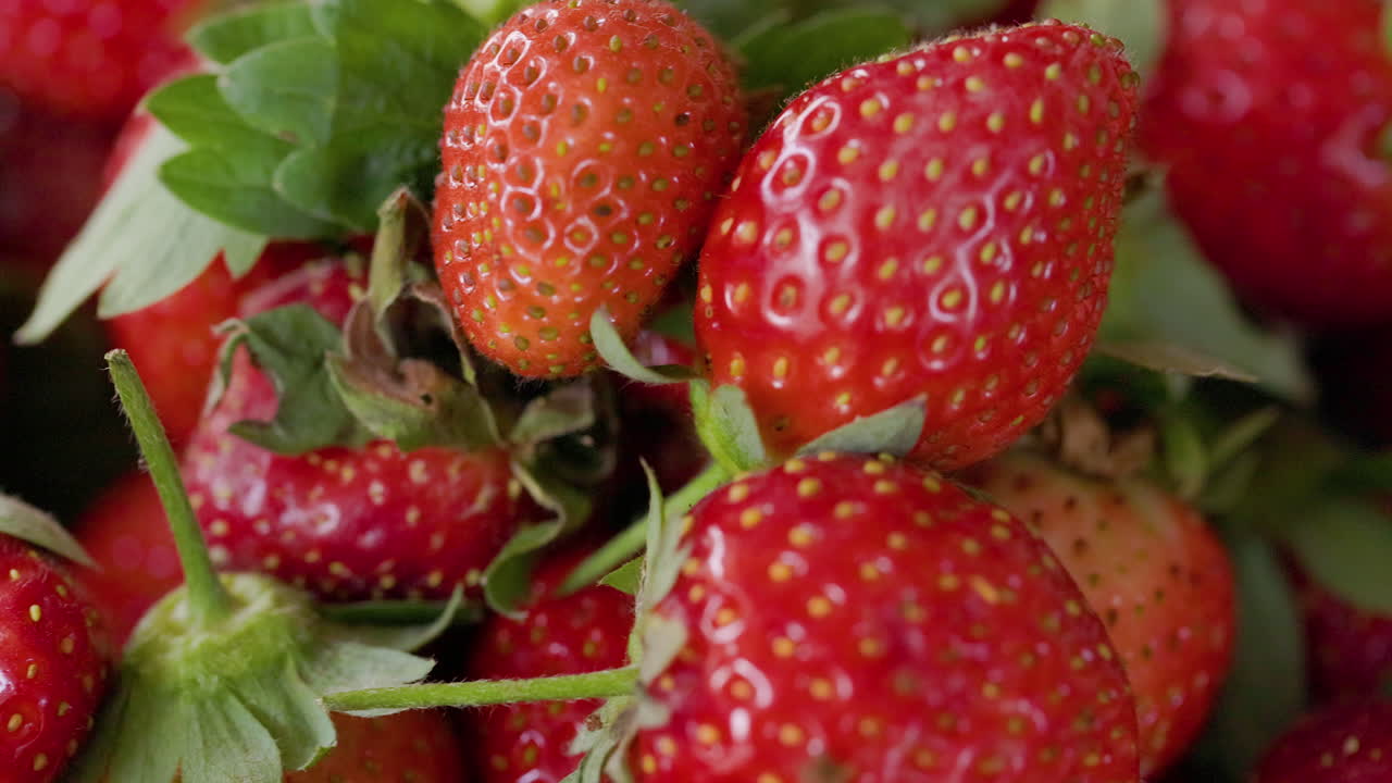 Čerstvě ručně natrhané červené šťavnaté jahody, zralé bio, detailní záběr na slideru, veganské jídlo.