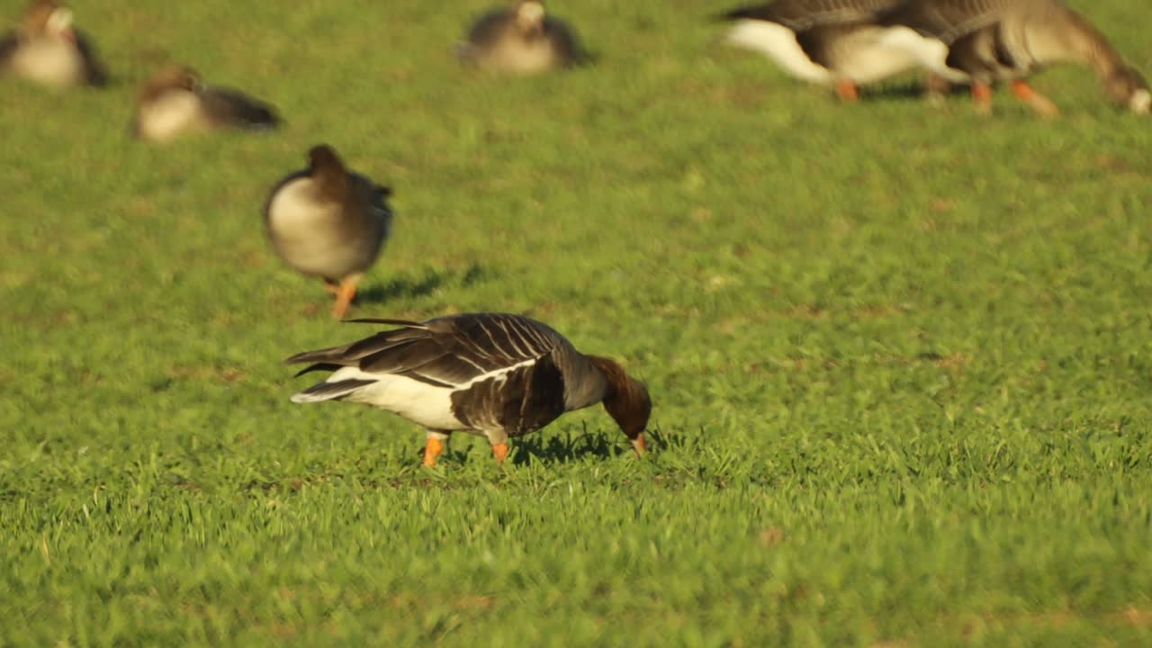 A large flock of geese grazing on a green field, with the image slightly distorted by hot swirling air, creating a shimmering effect.