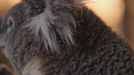 close-up of a koala