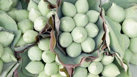 zoom in, close-up top view of bunches of green water lily flowers background at flower market