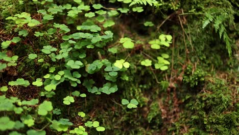 close-up of clover and moss in nature