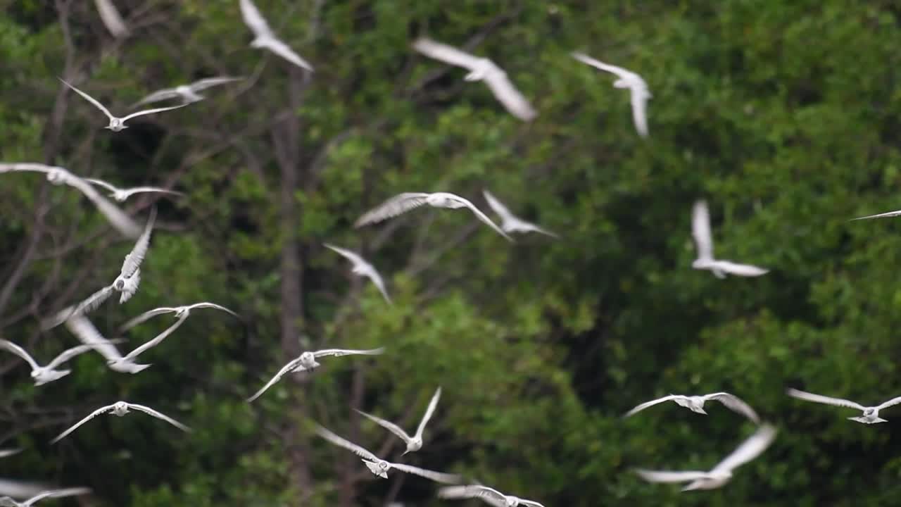 제비갈매기는 전 세계 바다, 강 및 기타 더 넓은 수역에서 볼 수 있는 바닷새입니다.