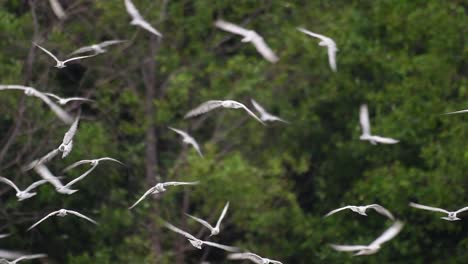 los charranes son aves marinas que se pueden encontrar en todo el mundo en el mar, ríos y otros cuerpos de agua más amplios