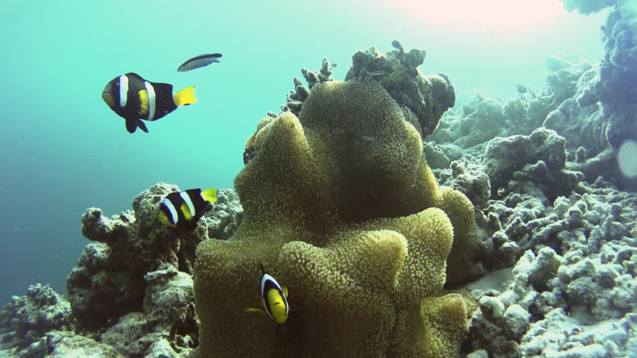 아름다운 해파리를 둘러싸고 있는 조롱거리 물고기 가족