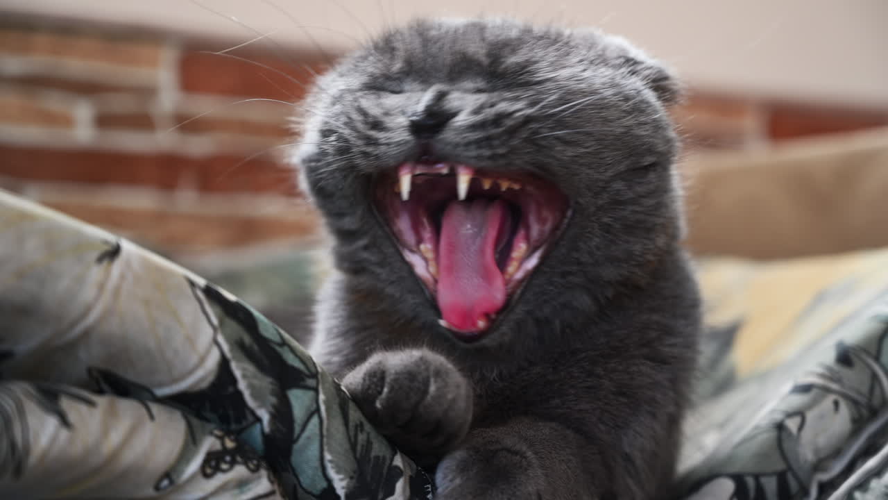 Scottish Fold cat with orange eyes yawning on a couch