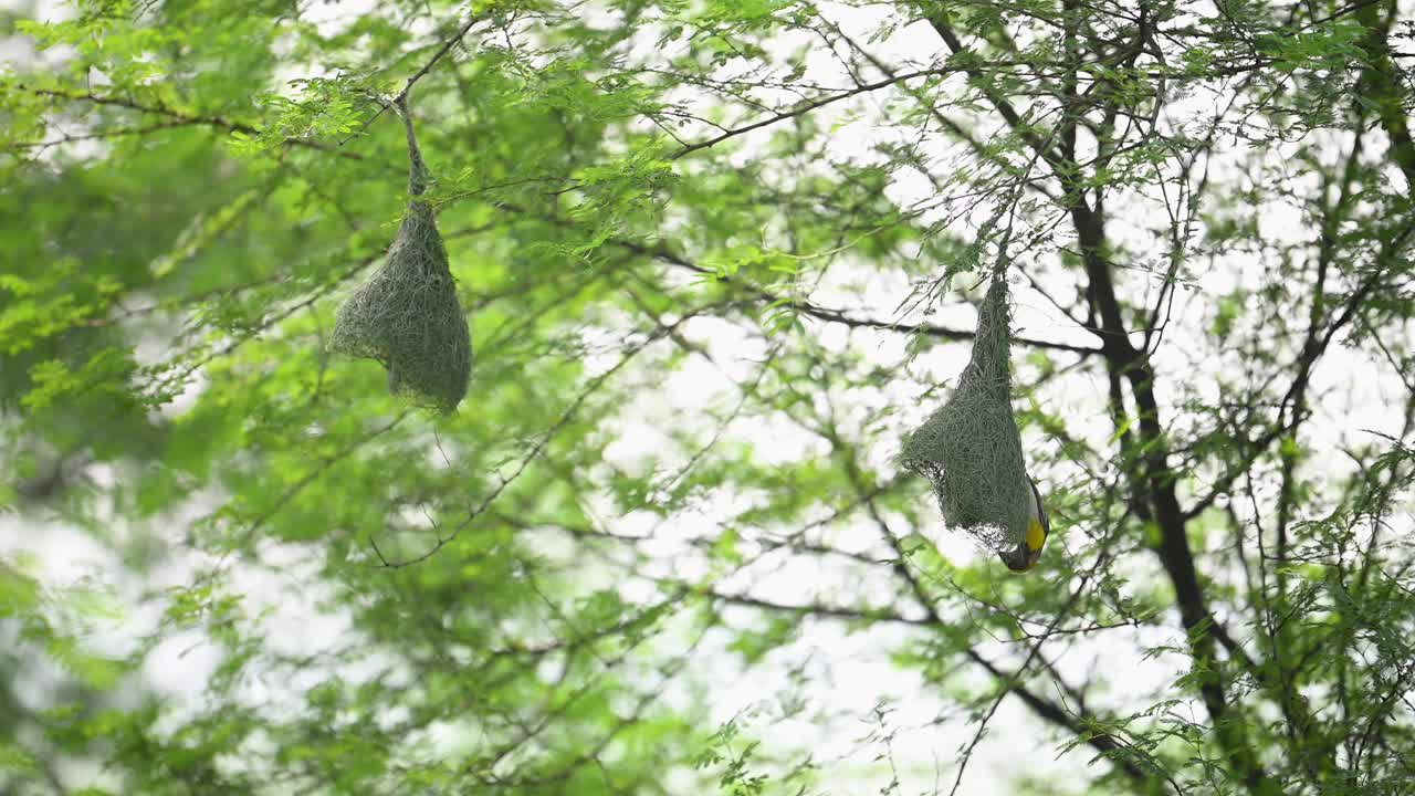 Male Baya Weaver in closeup weaving nest strands at dawn time