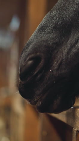 nose of purebred black horse sticking out tongue and chewing on blurred background. hungry animal waits for food standing in stall of stable closeup