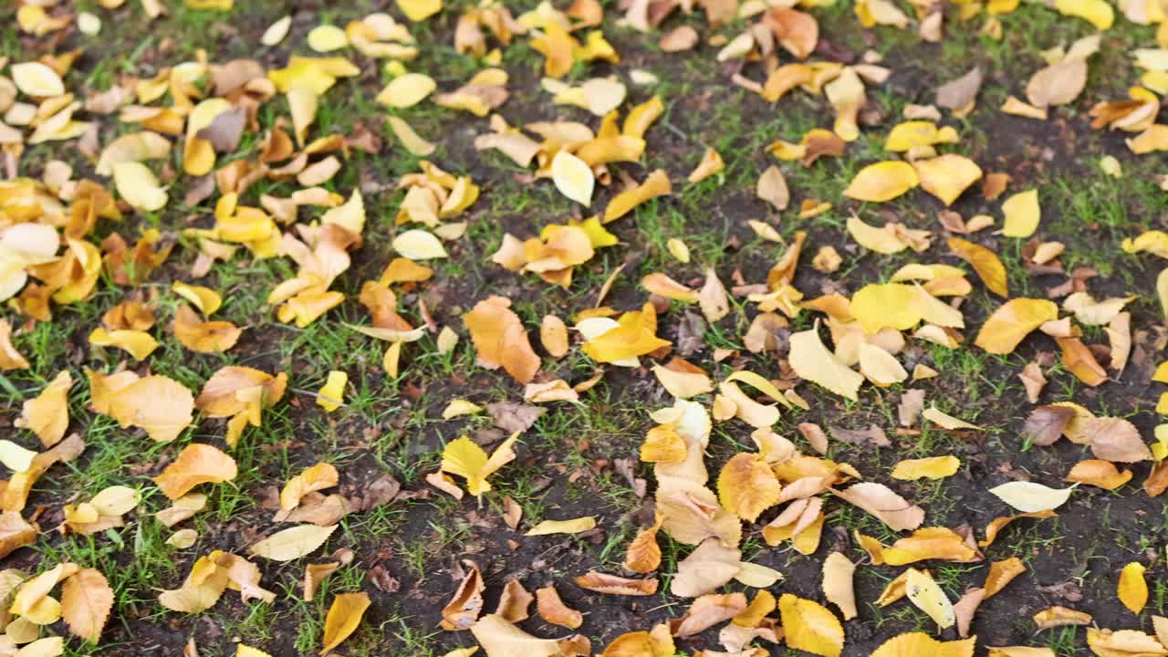 멜버른 공원 의 풀 에 떨어지는 잎