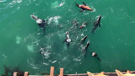 leones marinos nadando cerca del muelle en aguas turquesas