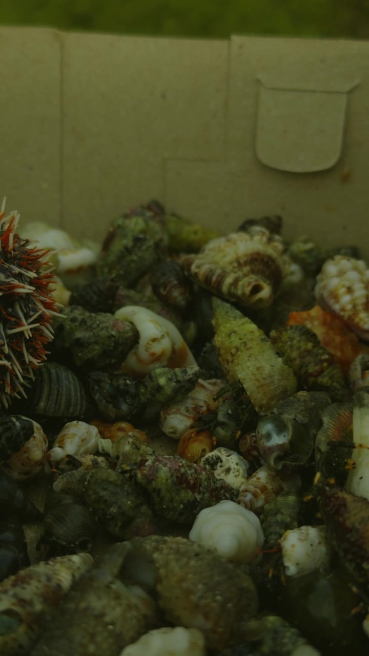 Close-up View of Assorted Seashells and a Spiky Sea Urchin