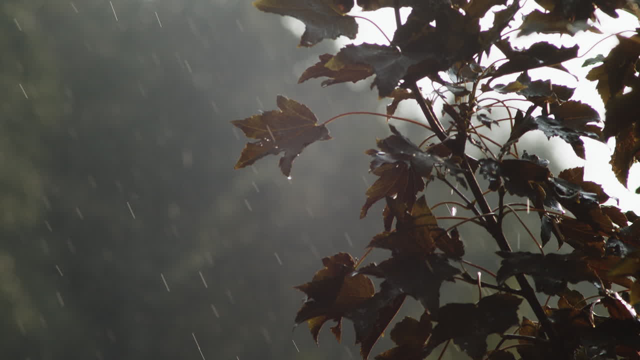 Falling Raindrops As The Leaves Blown By The Wind With The Blurry Background During Rainy Day