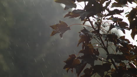 Gotas-De-Lluvia-Que-Caen-Como-Las-Hojas-Sopladas-Por-El-Viento-Con-El-Fondo-Borroso-Durante-El-Día-Lluvioso