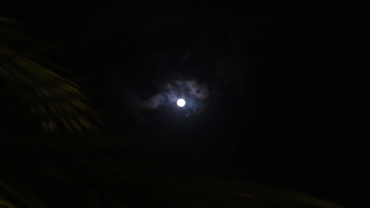 la luna entra y sale de la vista sobre las hojas de palma que fluyen