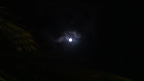 the moon drifts in and out of view above flowing palm leaves