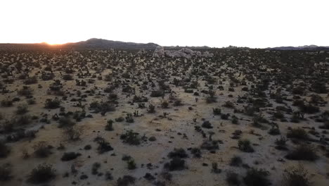 aerial shot of joshua tree national park at sunset, beautiful tourist destination