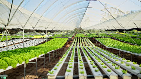 hydroponic lettuce cultivation in a greenhouse
