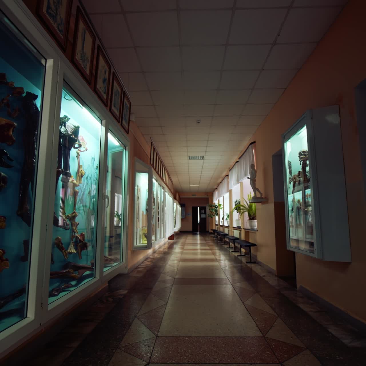 Museum Of Natural Science. View of interior of medical museum