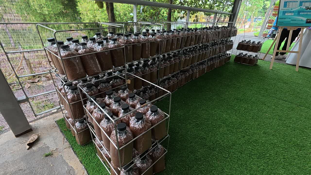 A mushroom block prepared with fertilizer and nutrients. This mixture ensures the fungi's healthy and proper growth