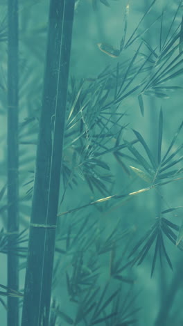 serene bamboo forest