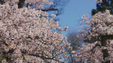 Handheld-close-up-of-pink-cherry-tree-blossoms-moving-with-the-wind-in-springtime,-Vancouver,-British-Columbia,-Canada