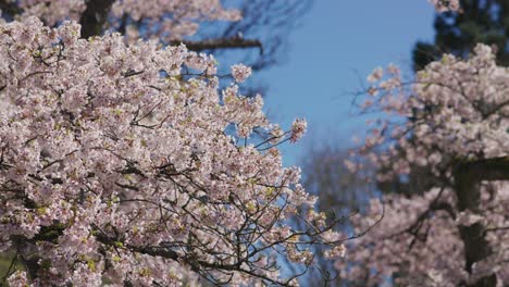 primer plano manual de flores de cerezo rosa moviéndose con el viento en primavera, vancouver, british columbia, canadá