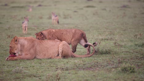 Cachorro-De-León-Caminando-Hacia-Su-Mamá-En-La-Sabana-En-Un-Safari-En-La-Reserva-De-Masai-Mara-En-Kenia,-África