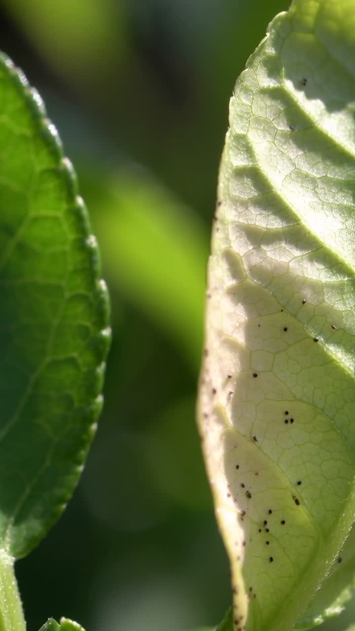 Video verticale: Telecamera in movimento che rivela una foglia pallida e arricciata che mostra macchioline per ispezionare le venature in un giardino.