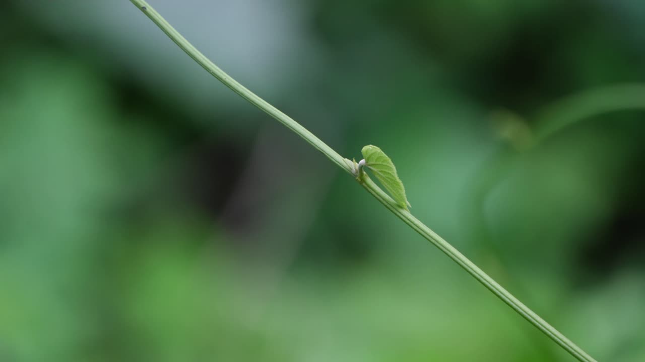 volando fuera del cuadro hacia el lado izquierdo y volando de vuelta desde el lado derecho del cuadro aterrizando en una sola hoja, el planeador de pantano carmesí trithemis aurora
