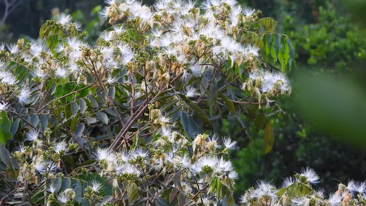 el cuco de ardilla rápida saca su cabeza de un árbol frutal raro llamado árbol de frijol de helado en la vega, colombia