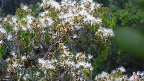 fast-squirrel-cuckoo-pops-its-head-out-of-a-rare-fruit-tree-called-ice-cream-bean-tree-in-La-Vega,-Colombia