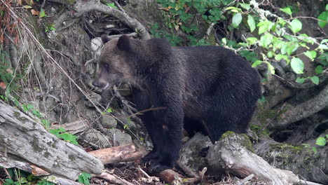 el oso grizzly en la empinada orilla del río es cauteloso, olfatea el aire repetidamente