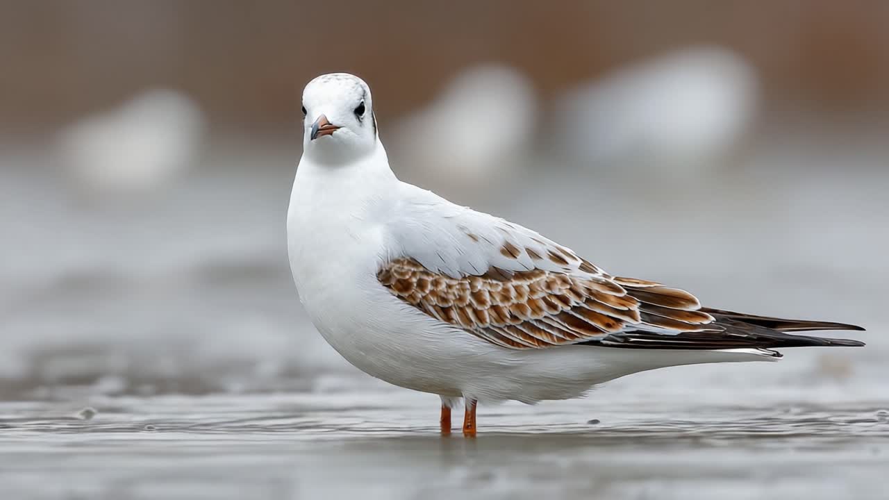 A Close-Up Observation of a Beautiful Seagull Standing in Shallow Waters, Showcasing Its Stunning Plumage and Graceful Presence in a Coastal Environment