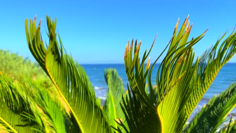 holiday destination with tropical vibes and palm tree sea view with blue sky in marbella estepona, spain, 4k static shot