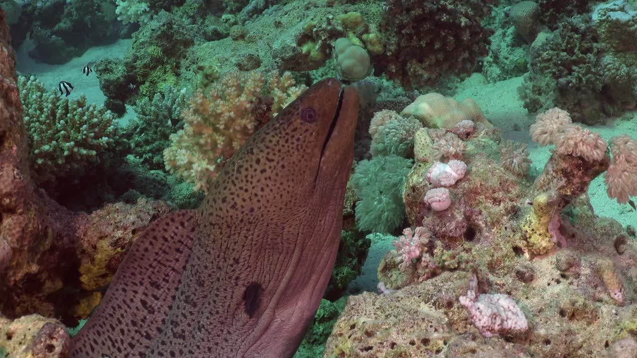 perfil de la anguila morena gigante en el arrecife de coral en el mar rojo