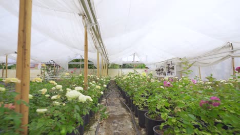 rose seedlings growing in greenhouse.