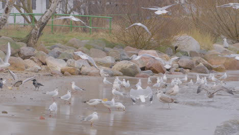 flock of seagulls redlowo beach