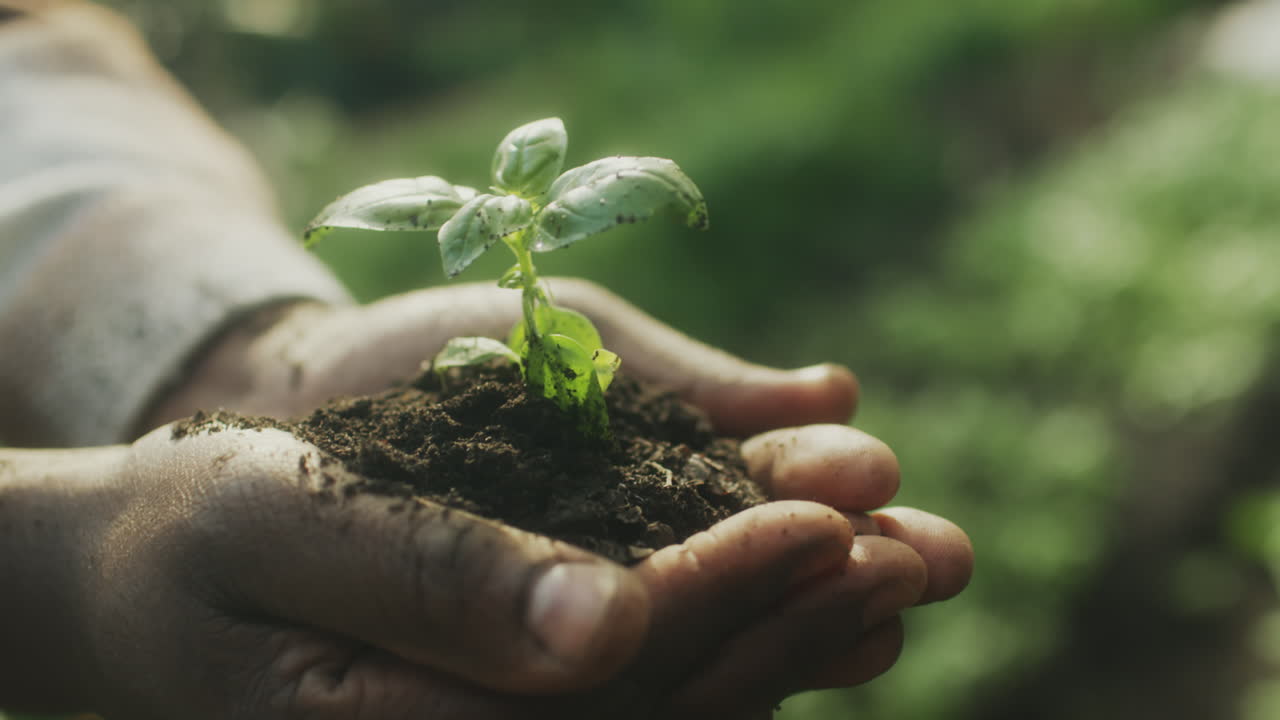 Hands Holding a Young Plant in Soil